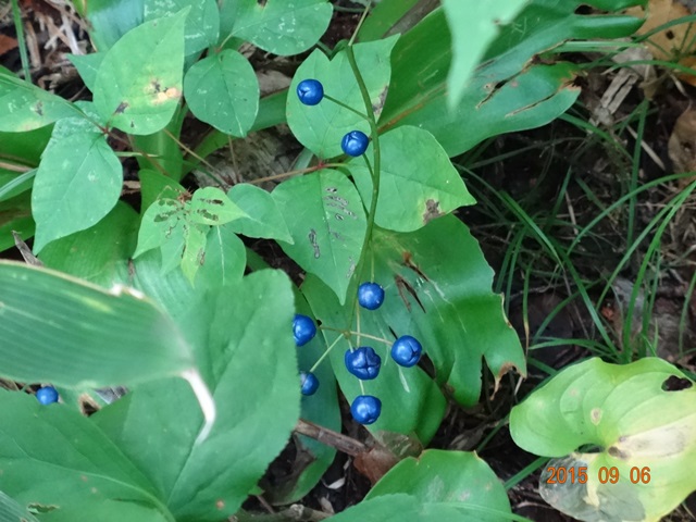 姫沼5